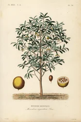 Kalabassenmuskat, Monodora myristica