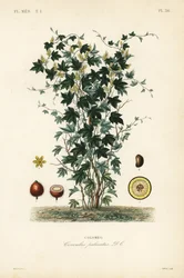 Kalumbabaum, Jateorhiza columba