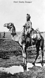 Kamelkavallerie-Transport, Indien, 20. Jahrhundert
