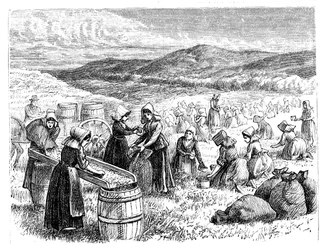 Frauen auf Cape Cod pflücken und sortieren Cranberries, 1875
