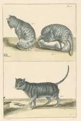 Katzen