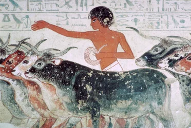 Rinder zur Inspektion gebracht: Wandmalerei aus dem Grab von Nebamun Nr. 5, Ägypten, ca. 1350 v. Chr.