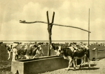 Rinder trinken an einem Trog, Burgenland, Österreich, ca. 1935