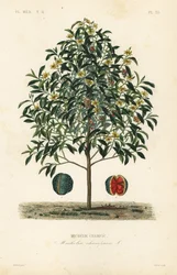 Champakbaum, Magnolia champaca