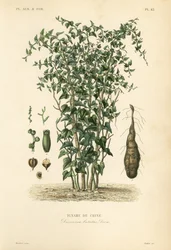 Chinesische Yamswurzel