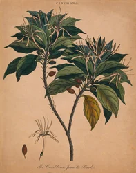 Chinarinde. Die karibische Jesuitenrinde, 1801