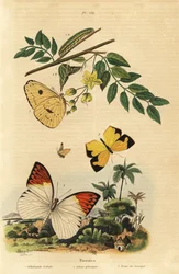Wolkenloser Schwefel, Großer Orangetip und Mexikanisches Gelb