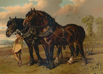 Clydesdale-Hengst und Stute, um 1879