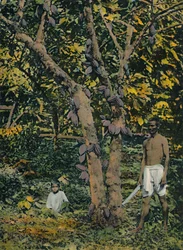 Kakao in voller Frucht, Trinidad und Tobago, ca. 1914