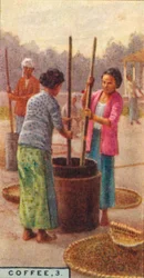 Kaffee, 3. Schälen der Bohnen, Java, 1928