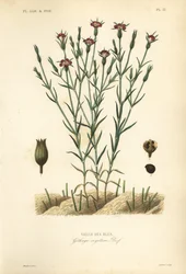 Gewöhnliche Kornrade, Agrostemma githago, Githago segetum, Nielle des blés, handkolorierter Stahlstich von L