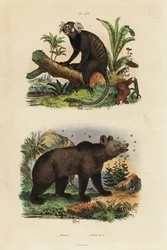 Gewöhnlicher Marmoset und Braunbär mit Bienen