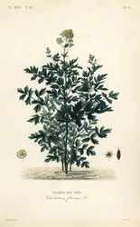 Wiesenraute
