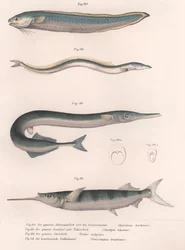 Gemeiner Schlangenfisch. Gemeiner Sandaal. Gemeiner Hornhecht. Brasilianischer Halbschnabel, ca. 1850er