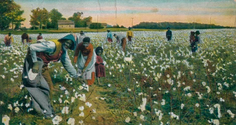 Baumwollpflücken, Augusta, Georgia, um 1900