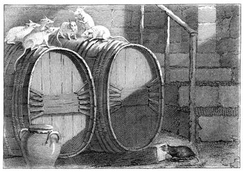 Ratssitzung der Ratten