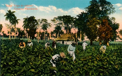 Kuba: Vega de tabaco. Tabakplantage, ca. 1900