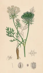Daucus Carota. Wilde Möhre, 19. Jahrhundert
