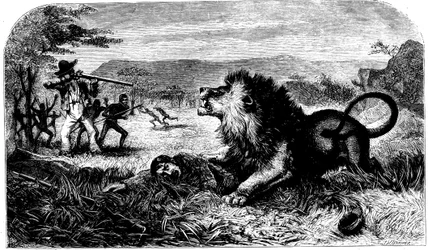 David Livingstone, von einem Löwen gerettet durch Mebalwe, einen einheimischen Schulmeister, 1857