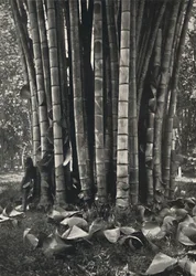 Der untere Teil der Halme einer Pflanze des Riesenbambus in Peradeniya, 1926