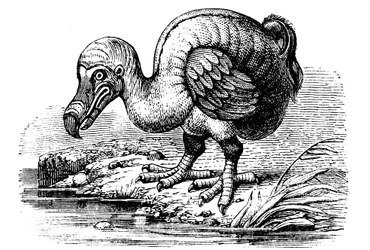 Dodo, 1884
