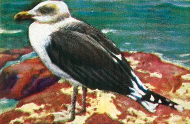 Dominikanermöwe, um 1928