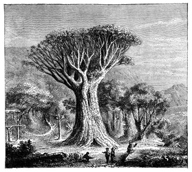 Dracona von Icod, Teneriffa, Spanien, um 1900er Jahre