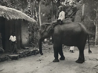 Elefant auf einem Weg bei Kandy, 1926