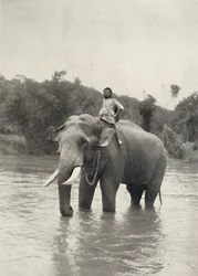 Elefant mit Kornak in der Mahavaliganga, 1926