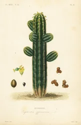 Euphorbia officinarum