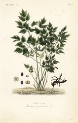 Christophskraut