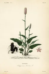 Schlangen-Knöterich, Persicaria bistorta