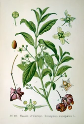 Europäischer Spindelbaum, 1893