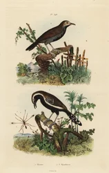 Feenfliege, Südlicher Weißfransen-Ameisenvogel und Schwarzkehl-Ameisenvogel