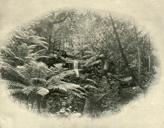 Fern Tree Gully, Tasmanien, 1901