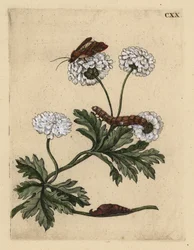Mutterkraut, Tanacetum parthenium, mit Motte, Raupe und Puppe