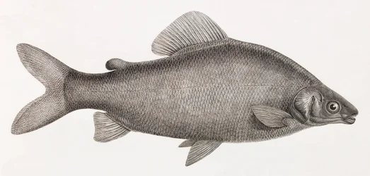 Fische: Le Characin Nefasch
