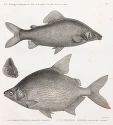 Fische: Le Characin Nefasch & Le Serrasalme Citharine
