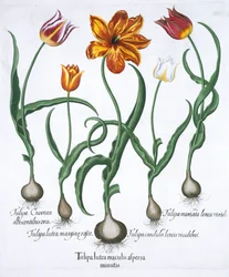 Fünf Tulpen, 1613