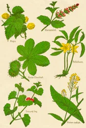 Blumen: Hopfen, Pferdeminze, Rosskastanie, Nieswurz, Gundermann, Meerrettich, ca. 1940