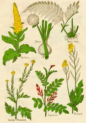 Blumen: Königskerze, Zwiebel, Männlicher Farn, Nodge-Senf, Süßholz, Senf, um 1940