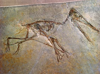 Fossiles Skelett eines Pterodaktylus aus der Sammlung des British Museum