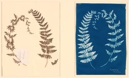 Aus dem Hatton-Farn-Album, ca. 1850