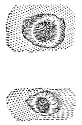 Galileos Zeichnung von Mondkratern, 1611, um 1655