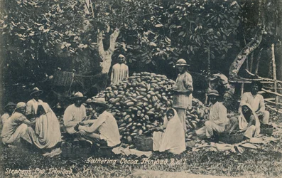 Kakaoernte, Trinidad, B.W.I., frühes 20. Jahrhundert