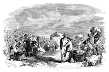 Baumwollernte auf einer Baumwollplantage, um 1895