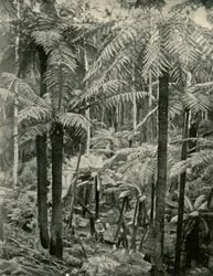 Riesenfarne in Gembrook, 1901