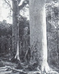 Riesiger Kauri-Baum, spätes 19. - frühes 20. Jahrhundert