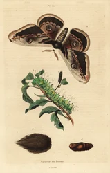 Riesige Pfauenmotte oder Riesige Kaisermotte, Saturnia pyri, mit Raupe und Puppe