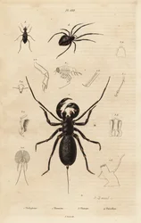Riesige Peitschenskorpion, Mastigoproctus giganteus, Käfer, Theratus-Arten, und Spinnennetzspinne, Theridion-Arten